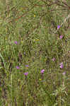 San Antonio false foxglove